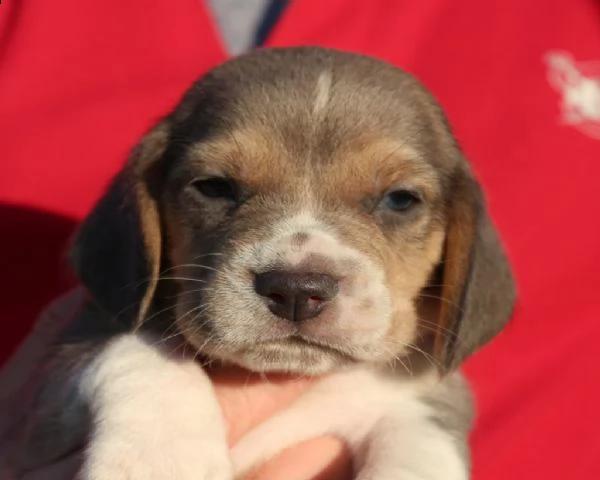 meravigliosi cuccioli di beagle | Foto 1