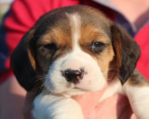 meravigliosi cuccioli di beagle | Foto 0