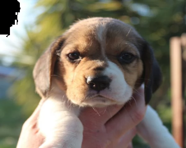 meravigliosi cuccioli di beagle