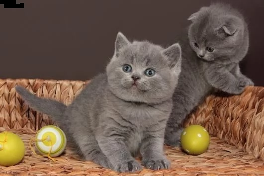 razza: british shorthair sesso: femmina e maschio età attuale: 12 settimane pronto a partire alle: i