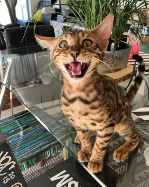  informazioni aggiuntive nostro gattini bengala : età. 12 settimane lunghezza del cappotto lungo hou