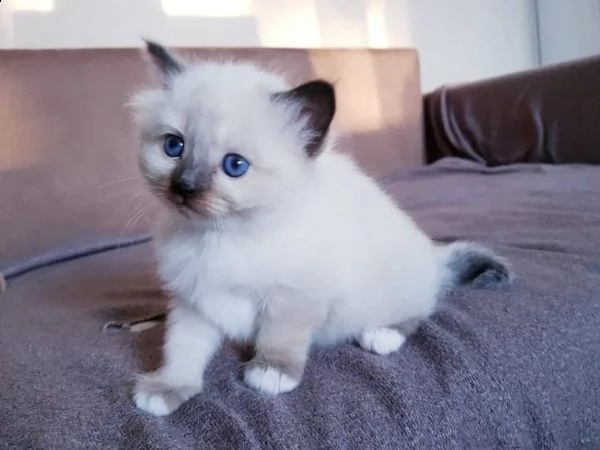 abbiamo un'incredibile gattini sacro birmania. 1 gattino maschio e due femmine