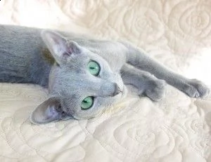 abbiamo adorabili gattini di blu di russia sia maschi che femmine che sono alla ricerca di una casa