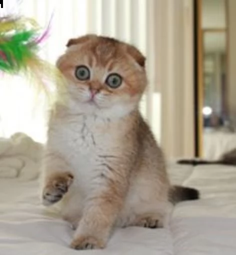 abbiamo nuove cucciolate di cuccioli scottish fold che sono pronte per le loro n