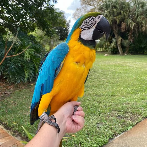 questi macaws o ara hanno un corpo blu audace e giallo limone scuro non il loro petto, una striscia 