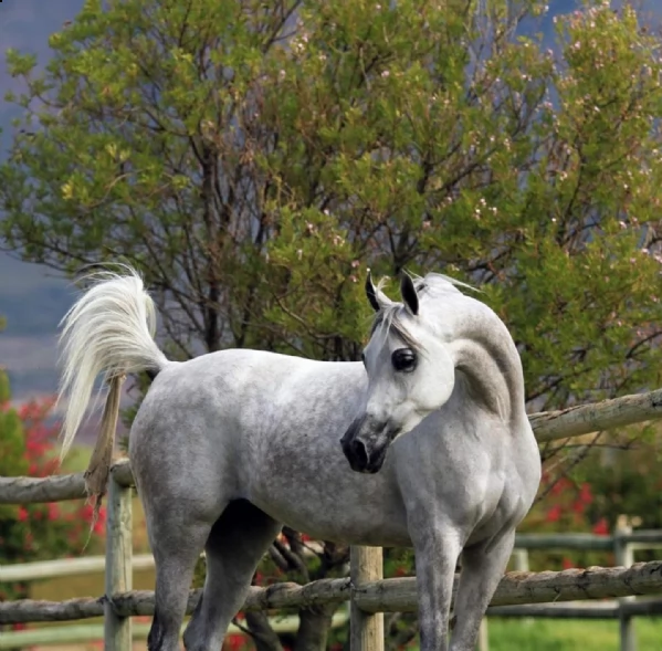 arabo cavalli in vendita | Foto 0