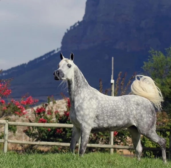 arabo cavalli in vendita