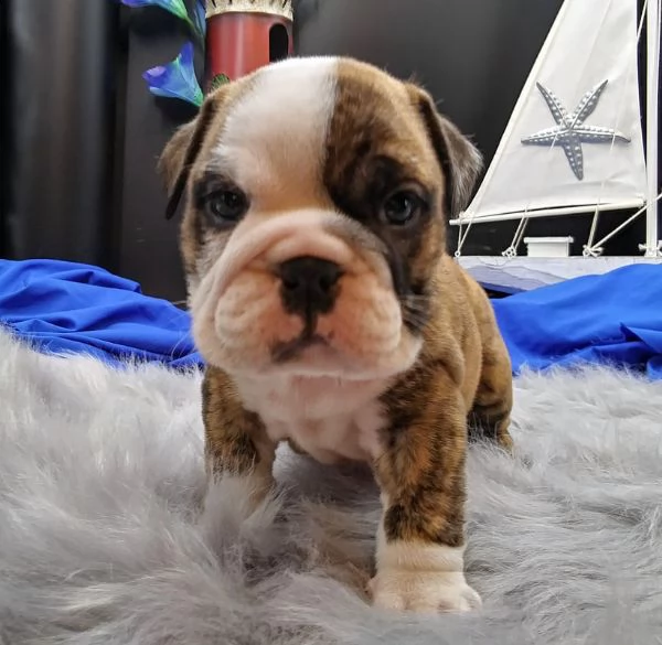  cucciolo bulldog inglese