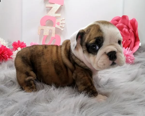 cucciolo bulldog inglese.