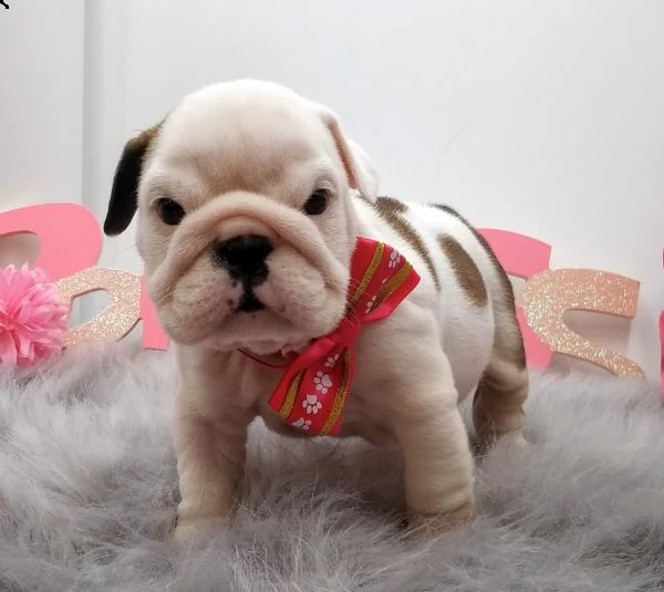 cucciolo bulldog inglese!