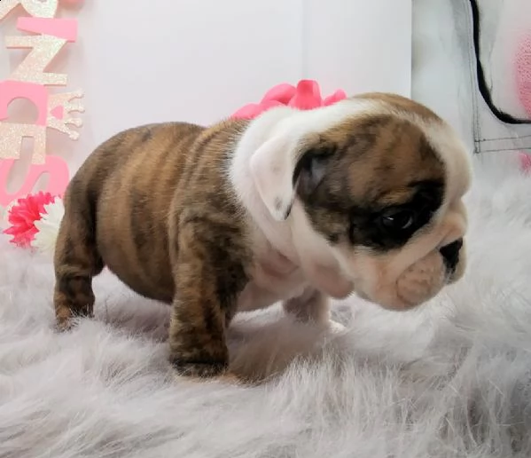 cucciolo bulldog inglese#