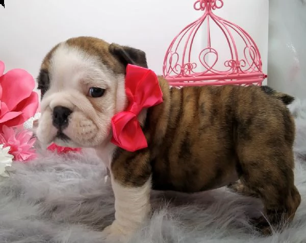 cucciolo bulldog inglese##