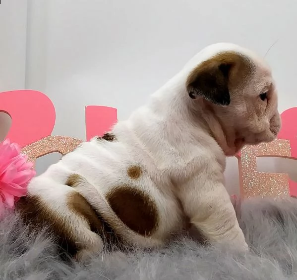 cucciolo bulldog inglese#!!
