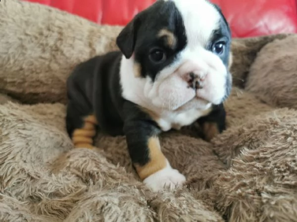 simpatici cuccioli bulldog inglese disponibili