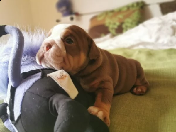 fantastici cuccioli bulldog inglese pronti a partire