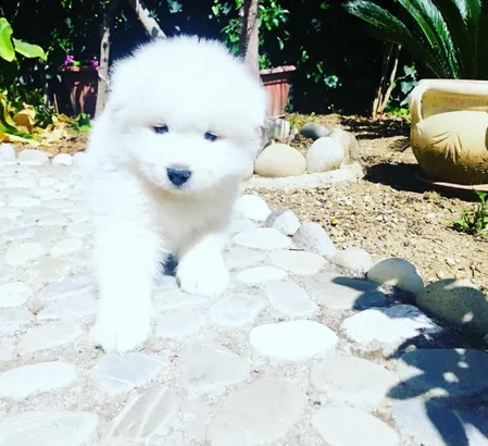 bellissimi cuccioli samoiedo