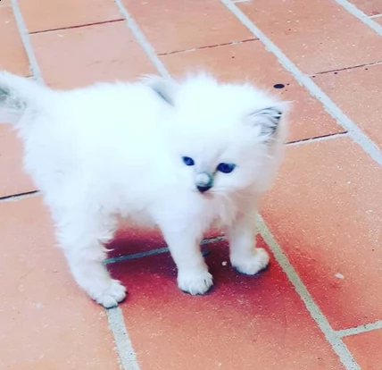 gattini ragdoll con pedigree enfi