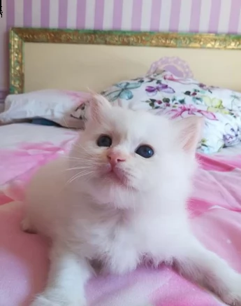 cucciole sacro di birmania