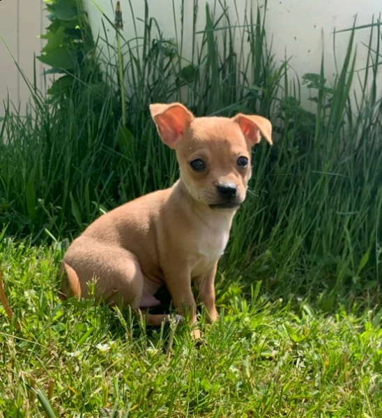 cuccioli di chihuahua. pronto ora
