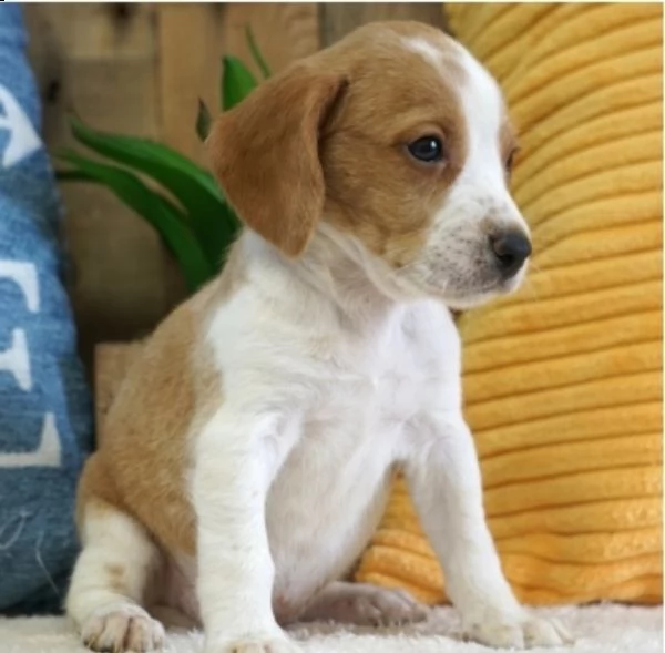 simpatici cuccioli di pomerania pronti per l'adozione, | Foto 1