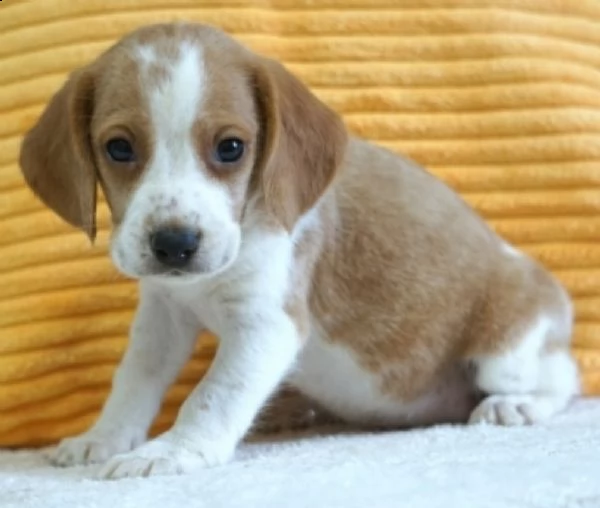 simpatici cuccioli di pomerania pronti per l'adozione, | Foto 0