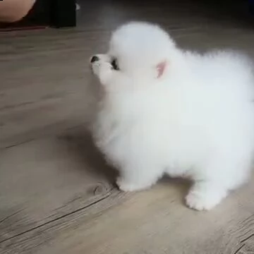 simpatici cuccioli di pomerania pronti per l'adozione, | Foto 1