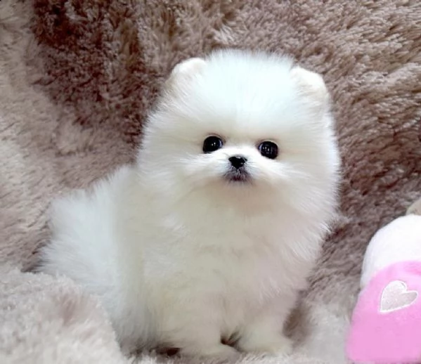 simpatici cuccioli di pomerania pronti per l'adozione, | Foto 0