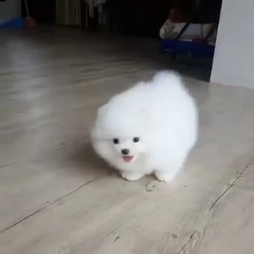 simpatici cuccioli di pomerania pronti per l'adozione,