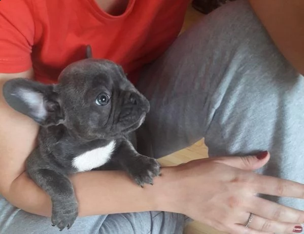 simpatici cuccioli di bulldog francese pronti per l'adozione, | Foto 1