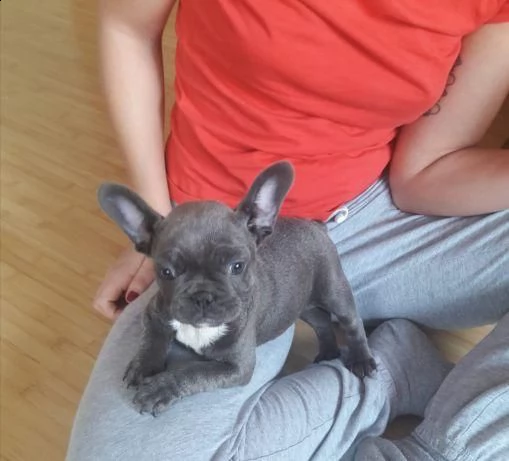 simpatici cuccioli di bulldog francese pronti per l'adozione, | Foto 0