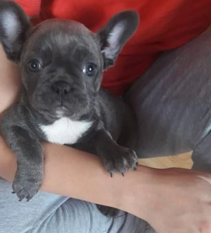 simpatici cuccioli di bulldog francese pronti per l'adozione,