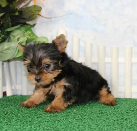 cuccioli di yorkshire dolci pronti per l'adozione, | Foto 1