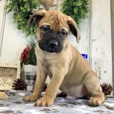 quattro cuccioli piccoli, 