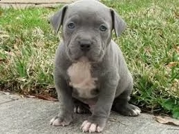 adorabili cuccioli di pitbull in vendita