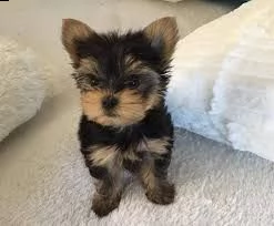 cuccioli adorabili dello yorkshire da vendere.