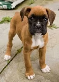 adorabili cuccioli di boxer in vendita