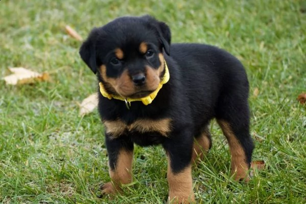 adorabili cuccioli di rottweiller in vendita. 