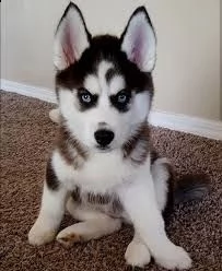 adorabili cuccioli di husky in vendita. 