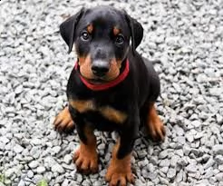 adorabili cuccioli di doberman in vendita