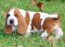 adorabili cuccioli di bassehound in vendita