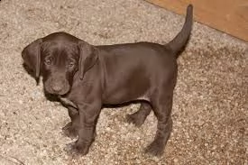 adorabili cuccioli di pointer in vendita