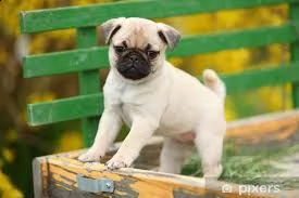 adorabili cuccioli di carlino in vendita