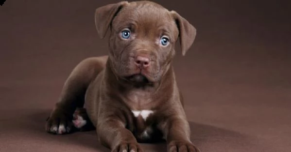 adorabili cuccioli di pitbull in vendita.