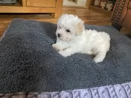 adorabili cuccioli di bichon in vendita