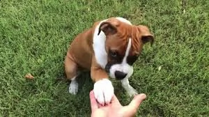 adorabili cuccioli di boxer in vendita