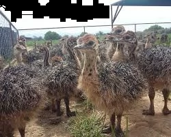 pulcini di struzzo, struzzo uova da cova, gusci d'uovo di struzzo soffiati | Foto 0