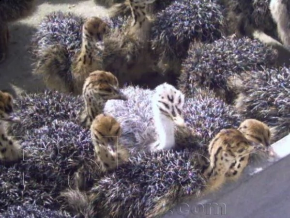 pulcini di struzzo e uova fertili di struzzo | Foto 2