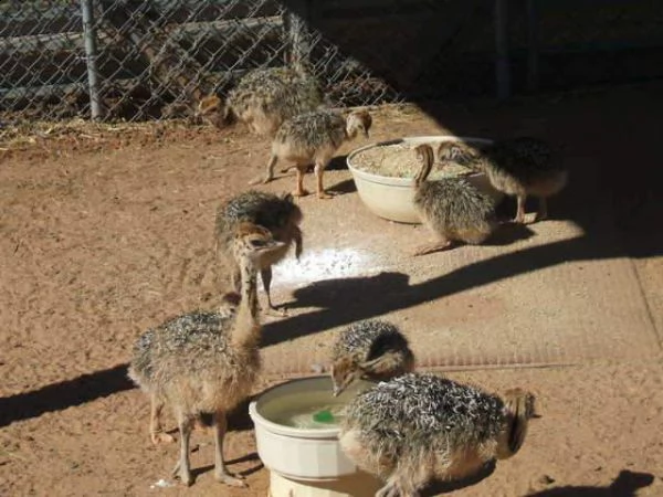 pulcini di struzzo e uova di struzzo | Foto 1