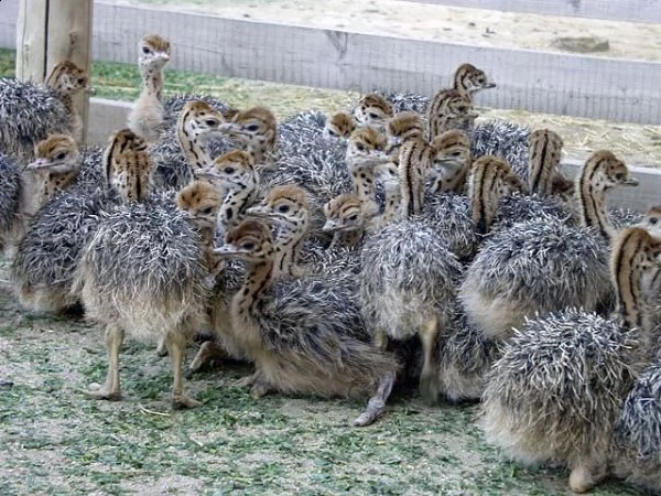 pulcini di struzzo e uova da cova fertili