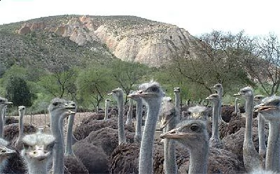 pulcini di struzzo e uova da cova fertili | Foto 2